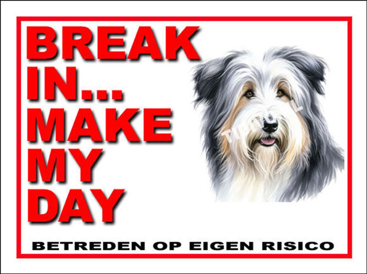 Bearded Collie 1