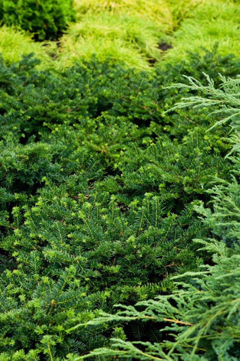 Plants Online - Haagplanten - Coniferen - Tuinplanten - Sier coniferen - Set van 1 - Taxus media 'Nidiformis' - 3 liter pot - Plant 25-30 cm