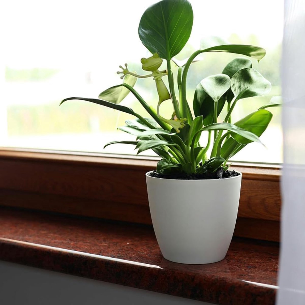 Lot De 10 Support Plante,Tuteur Plante Grimpante Anneau De Support De Plante, Tuteur Plante Pour