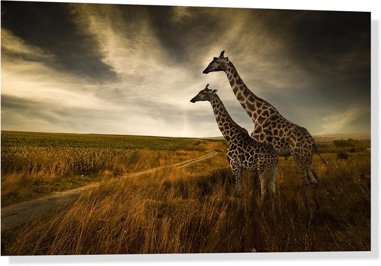 Glasschilderij - Foto op acrylglas - 30x20cm - Giraffe + ophangsysteem