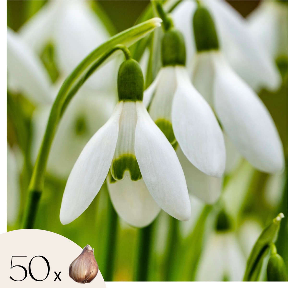 Plant in a Box - Galanthus Elwesii - Bloembollen x50 - Sneeuwklokje - Wit - Hollandse lentebollen