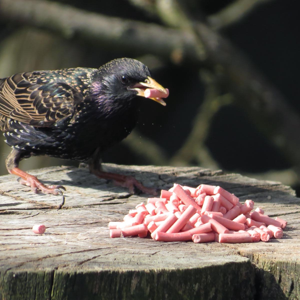 Aniculis - Traktatie met bessen voor vogels (10 kg) | Premium vetkorrels | Tuinvogelvoer met bessensmaak | Delicatesse voor merels, lijsters en roodborstjes