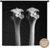 Struisvogels