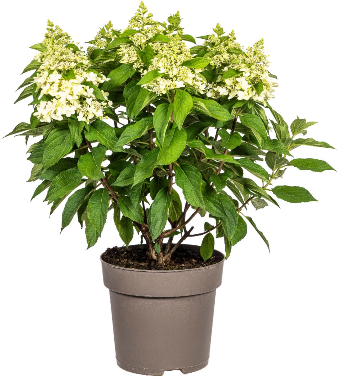 Tuinplantenshop.com | Hortensia - Hydrangea Paniculata - witte bloemen - Ø24cm - 70-80cm hoog - Tuinplant