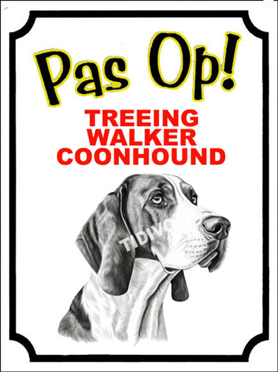 Treeing Walker Coonhound 16