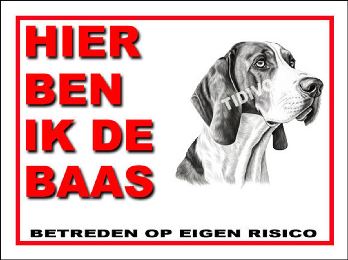 Treeing Walker Coonhound 2