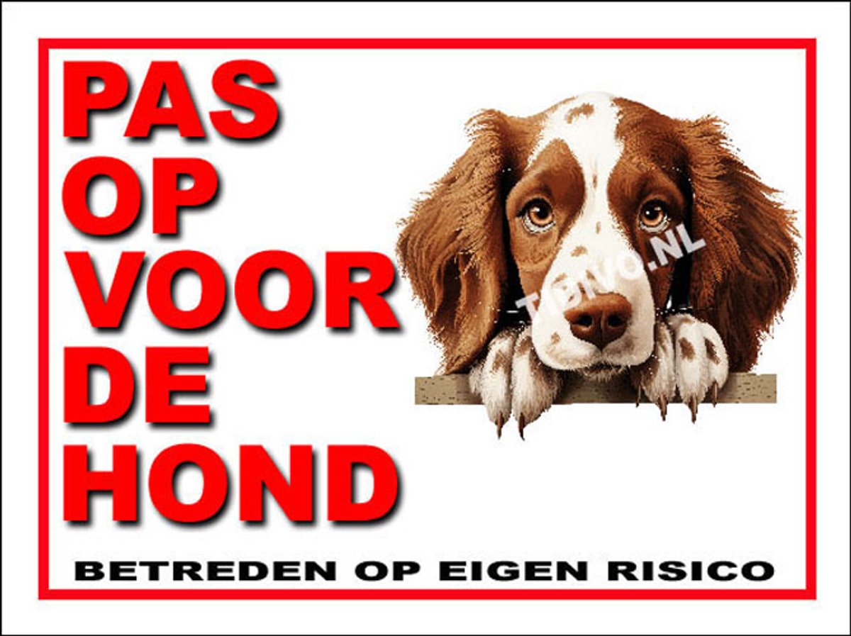 Welsh Springer Spaniel 13