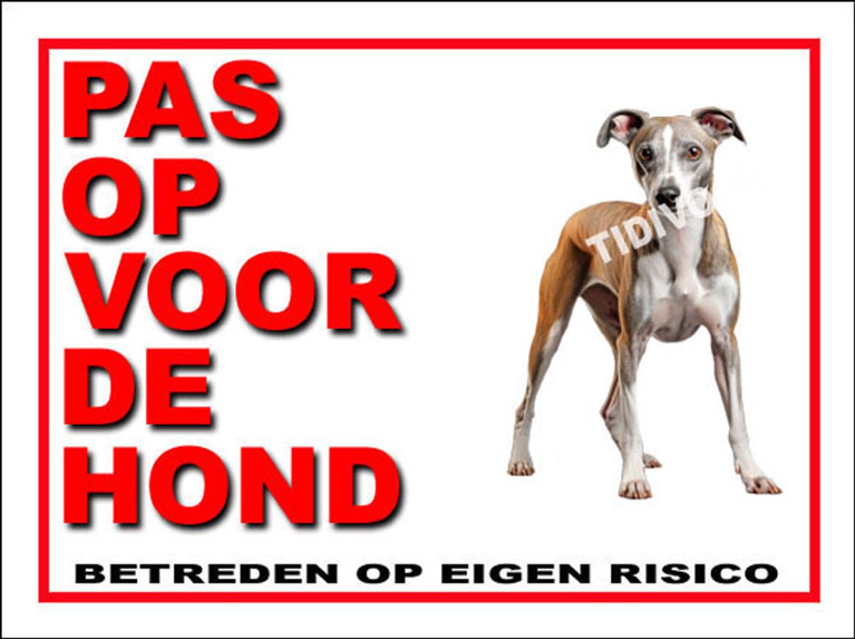 Whippet 13