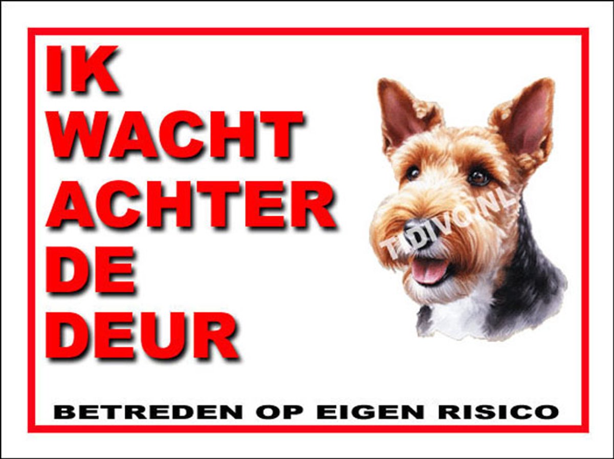 Welsh Terrier 10