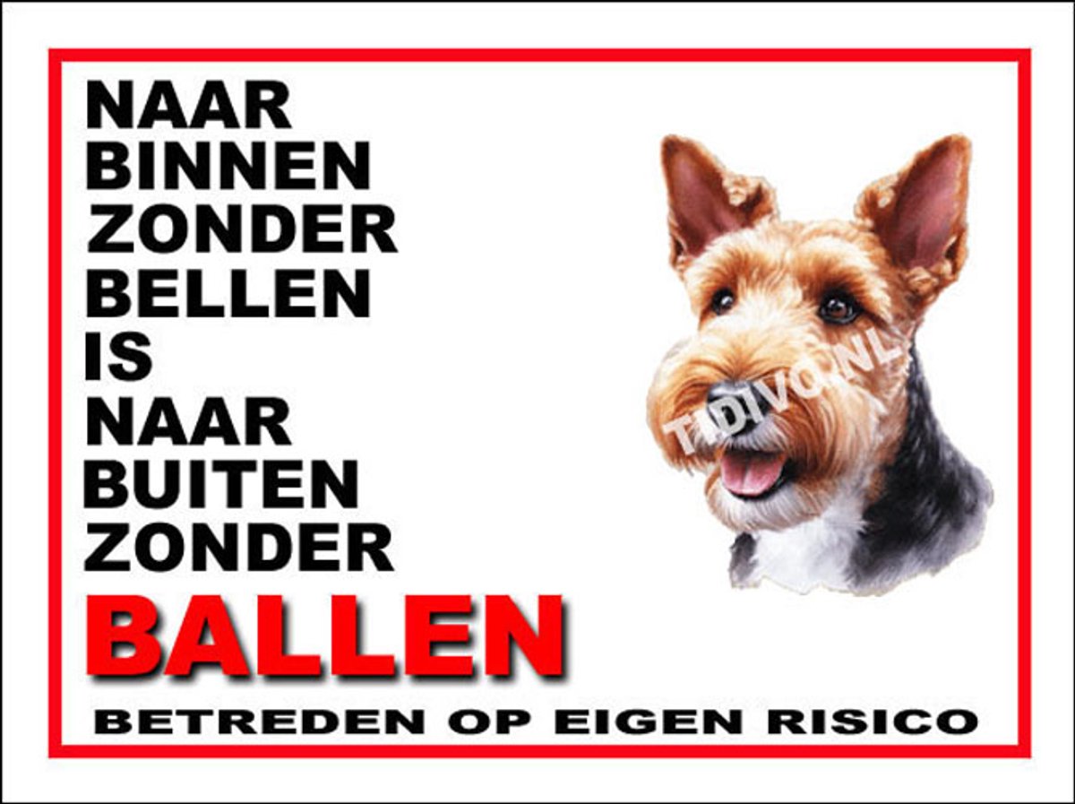 Welsh Terrier 11