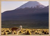 Poster Met Eiken Lijst - Lama Bolivia Poster