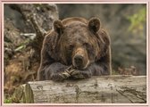 Poster Met Metaal Rose Lijst - Grizzlybeer Poster