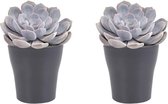 FloriaFor - Duo Echeveria Asante Sana In Anna- Keramiek Grijs - - ↨ 15cm - ⌀ 12cm