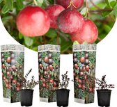 Plant in a Box - Vaccinium macrocarpon Cranberry - Set van 3 - Eetbare cranberry's - Winterharde planten - Pot 9cm - Hoogte 25-40cm