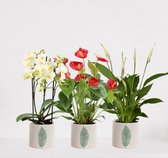 Kamerplanten set met 3 planten in sierpot Manon Groen 1 – luchtzuiverende kamerplant – meerjarige plant – anthurium rood – phalaenopsis multiflora wit - spathiphyllum – bloeiende p