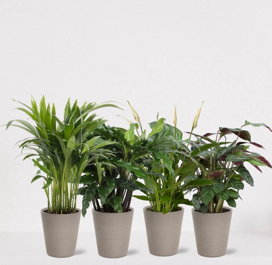 Kamerplanten set met 4 planten in sierpot Babe Grijs – luchtzuiverende kamerplant – meerjarige plant – Areca - Calathea Blue Grass - Calathea Compactstar - Spathiphyllum – groenblijvende planten set 4 stuks - ↕35-55cm - Ø13 – vers uit de kwekerij
