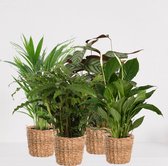 Kamerplanten set met 4 planten in siermand Amber Grof – luchtzuiverende kamerplant – meerjarige plant – Areca - Calathea Blue Grass - Calathea Compactstar - Spathiphyllum – groenbl