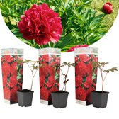 Plant in a Box - Set van 3 rode Pioenrozen - Paeonia 'Rubra Plena' - Pot ⌀9cm - Hoogte ↕ 15-30cm - Winterhard - Tuinplant - Pioenroos - Rood