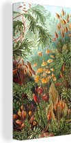 Canvas Schilderij Natuur - Design - Paddenstoelen - Ernst Haeckel - 20x40 cm - Wanddecoratie
