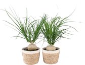 Beaucarnea Nolina in Noah Korb ↨ 45cm - 2 stuks - hoge kwaliteit planten