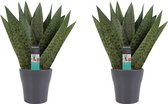 Duo Sansevieria Zeylanica met sierpot Anna grey ↨ 35cm - 2 stuks - hoge kwaliteit planten