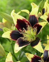 40x Lelies 'Easy dance'  - BULBi® bloembollen en planten met bloeigarantie