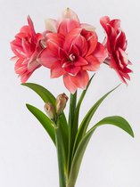 10x Hippeastrum 'Double dream' - BULBi® bloembollen en planten met bloeigarantie