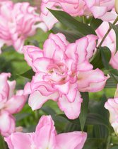 30x Lelies 'Roselily anouska' - BULBi® bloembollen en planten met bloeigarantie
