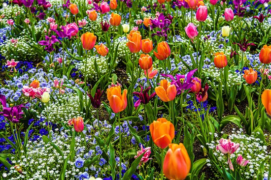 Tuinposter - Kleurrijke bloementuin met Tulpen - omgezoomde rand - 120x80cm
