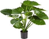 Alocasia calidora Bush