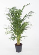 Kamerplant van Botanicly – Goudpalm – Hoogte: 100 cm – Areca dypsis lutescens
