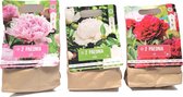 Pioen Rozen bloembollen 3 zakken met 3 kleuren, wit roze fuchsia Vaste Plant!