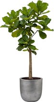 Ficus Lyrata op stam in Lux Retro Egg zilver | Vioolbladplant / Tabaksplant