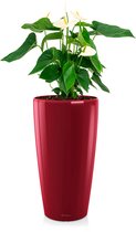 Anthurium wit in watergevende Rondo rood | Flamingoplant