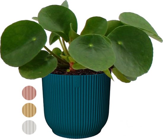 Pannekoekplant