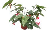Begonia Snowcap |