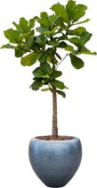 Ficus Lyrata op stam in Metallic Couple ice blue | Vioolbladplant / Tabaksplant