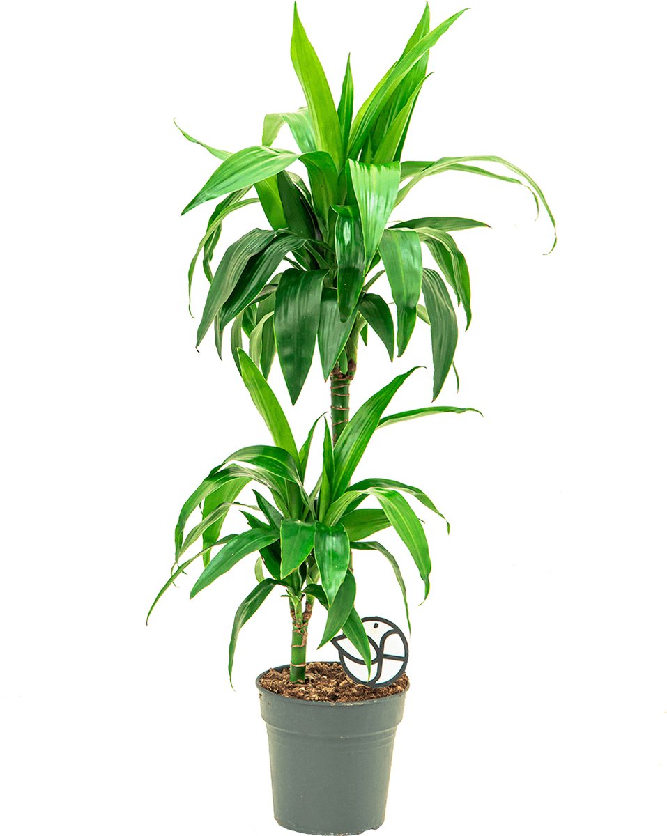 Dracaena fragrans