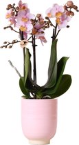 Kolibri Orchids | Roze phalaenopsis orchidee - Andorra + Glazed sierpot roze - potmaat Ø9cm - 40cm hoog | bloeiende kamerplant - vers van de kweker