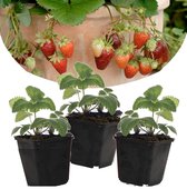 Plant in a Box - Set de 3 Fragaria Roman - Suspension fraise des bois - Pot ⌀9 cm -Hauteur ↕ 10-15cm