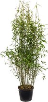 Bamboe Fargesia Murieliae Jumbo M 110 cm tuinplant