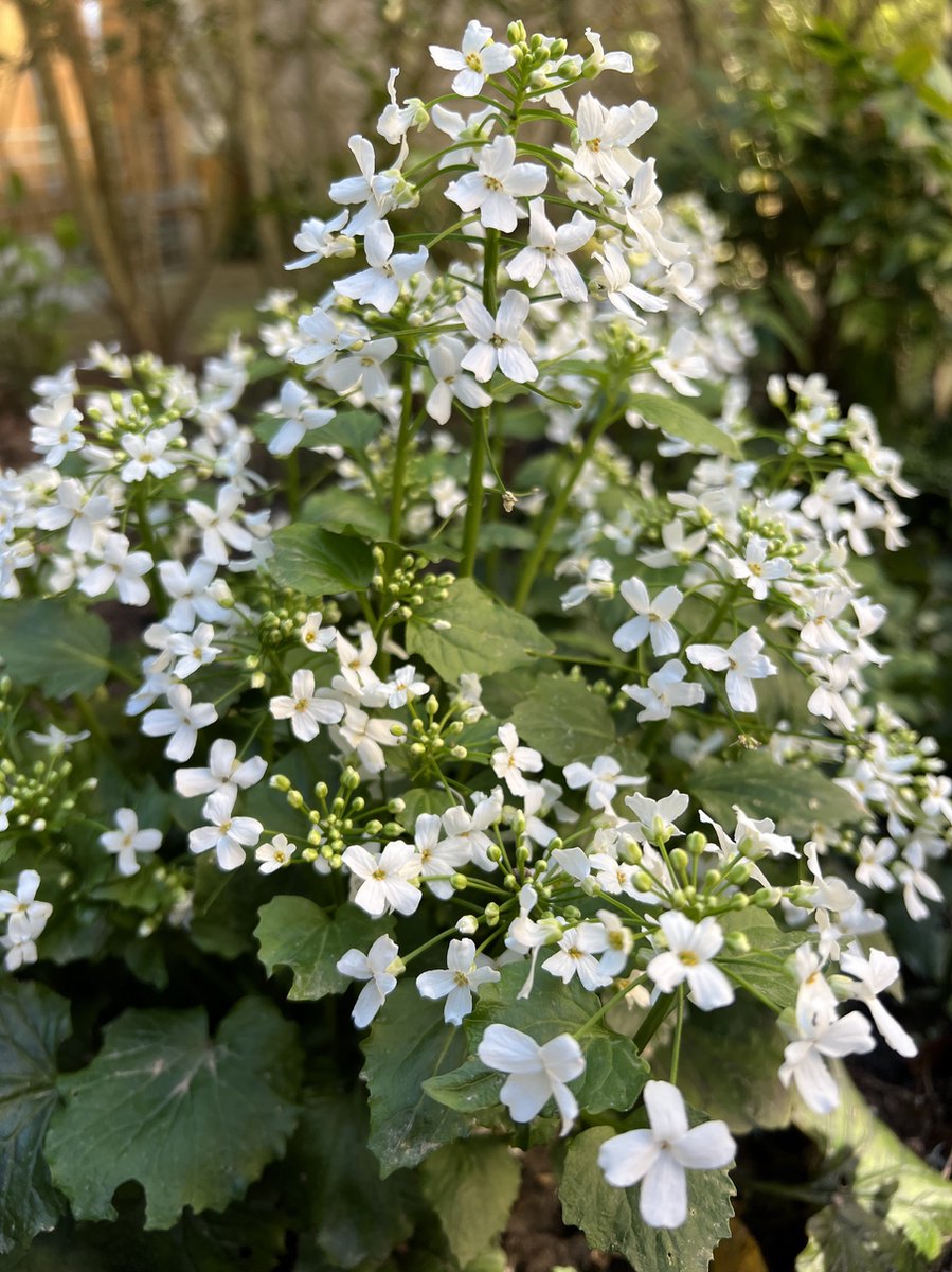 6 x Pachyphragma macrophyllum - P9 Pot (9 x 9cm) - Dima Vaste Planten