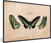 Cadre photo avec affiche - Papillon - Animal - Insecte - 30x20 cm - Cadre pour affiche