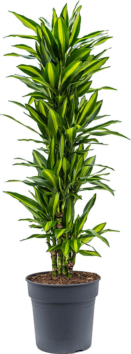 Dracaena cintho XL kamerplant