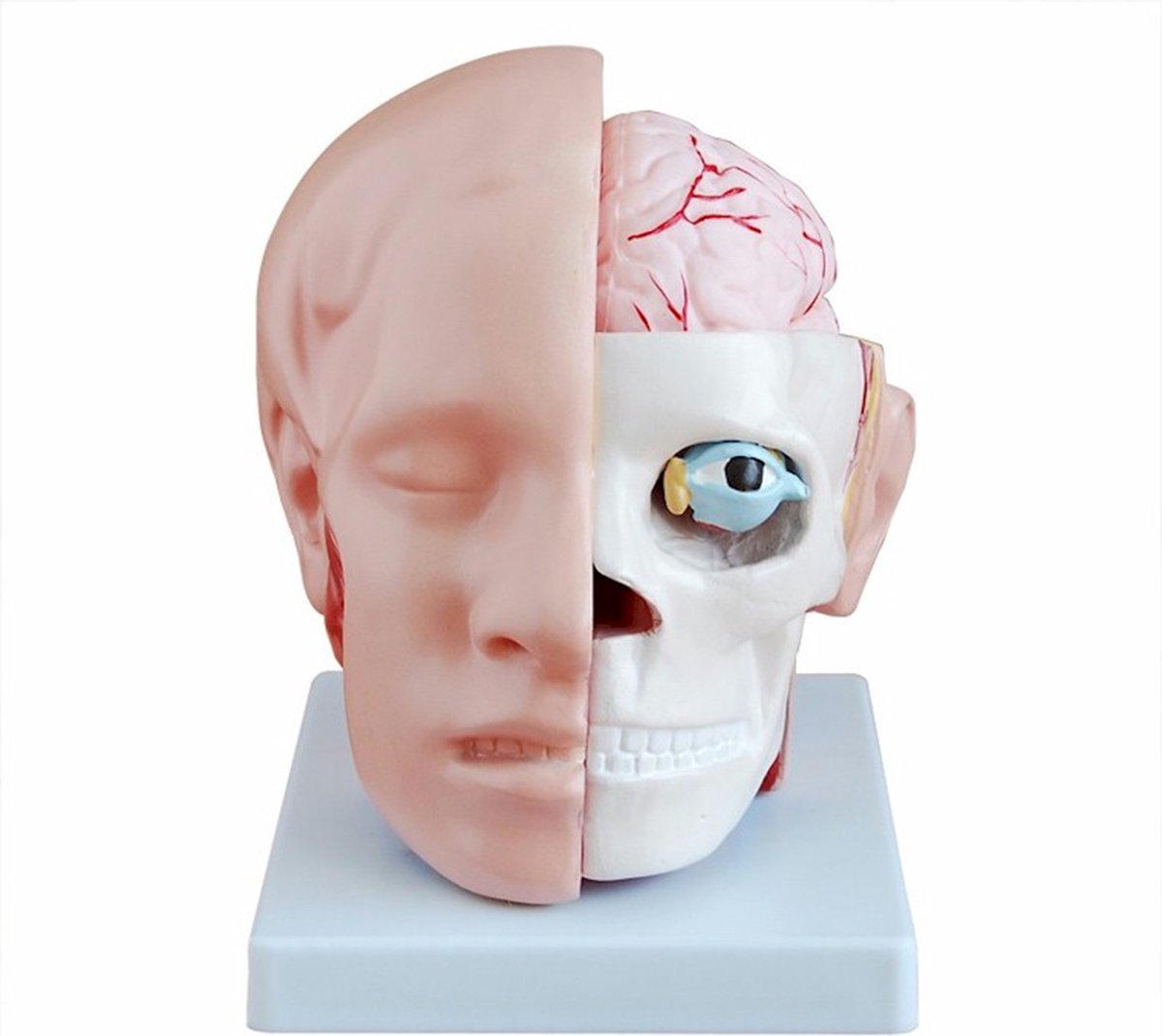 Hoofd met Hersenen - Anatomisch model - voor anatomie studie van het menselijk lichaam