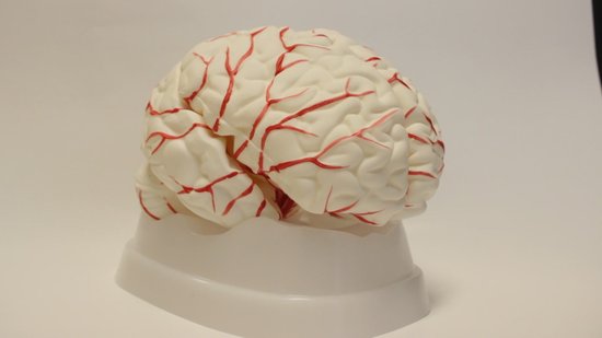 Modèle de cerveau, grandeur nature, 8 parties, avec vaisseaux sanguins, modèle d' Anatomie du Cerveau