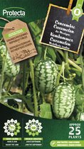 Protecta Groente zaden: Cucamelon Mexicaanse komkommer