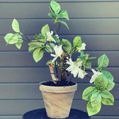 Seta Fiori - krijt Vintage pot - Lavendelplant - kunstplant - 30cm