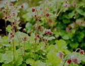 Knikkend Nagelkruid (Geum rivale) - Oeverplant - 3 losse planten - Om zelf op te potten - Vijverplanten Webshop