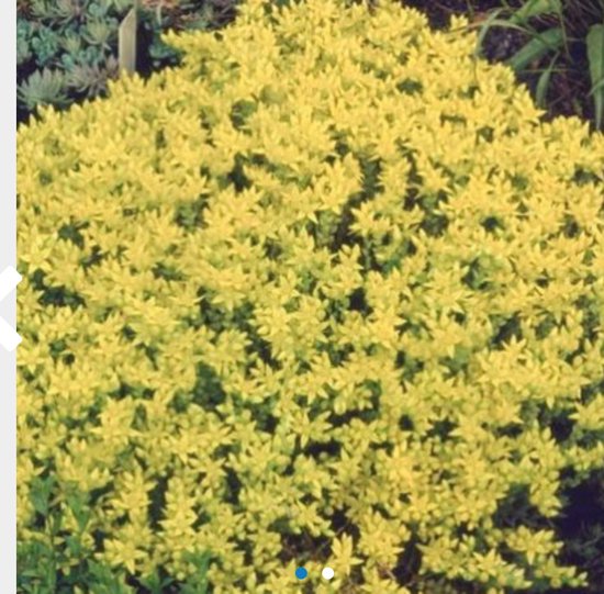 6 x Sedum acre - MUURPEPER, JODENBAARD - pot 9 x 9 cm